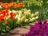 Screenshot von Flower Garden 2