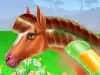 Screenshot von Horse Care and Riding