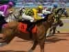 Screenshot von Horse Racing