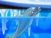 Screenshot von My Dolphin Show 8